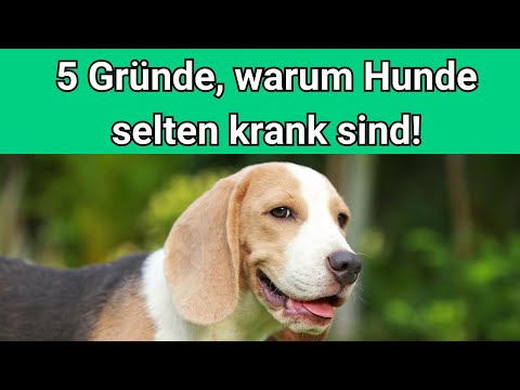 Video: 5 Gründe, warum die Pflege für die Gesundheit Ihres Hundes von entscheidender Bedeutung ist