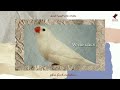 طفرات طائر الزيبرا   