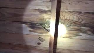Home Inspection reveals termite infestation on a shed