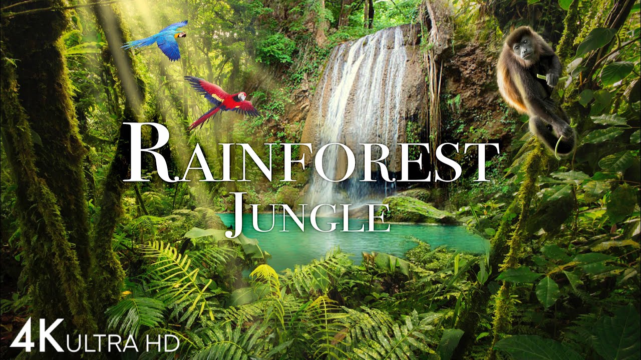 Rainforest 4K - The World's Amazing Tropical Rainforest, Jungle Sounds