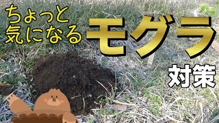 自然農 モグラ対策 穴に合わせた3つの応じ方 Youtube