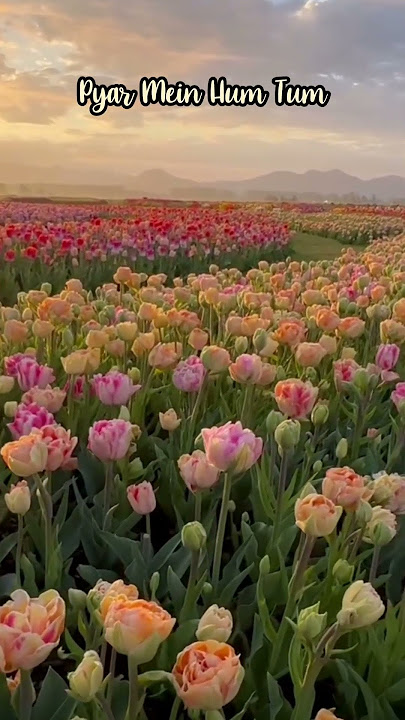 Tum Bin Jaaoon Kahaan #love #viral #song #tvserialsong  #naturelovers #viralvideoshorts #explore