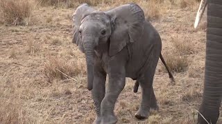 Baby Elephants or Elephants Calf SO CUTE