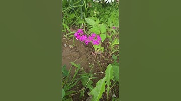 Thumbnail of 끈끈이대나물의 꽃말: 젊은 사랑, 청춘의 사랑, 함정! #끈끈이대나물 #임영웅 #nature #garden