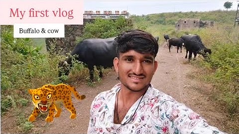 My first vlog YouTube cow & buffalo ❤️🤩