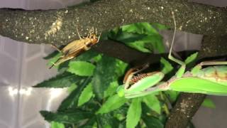 Feeding the big girl. Hierodula Majuscula (Giant Rainforest Mantis)