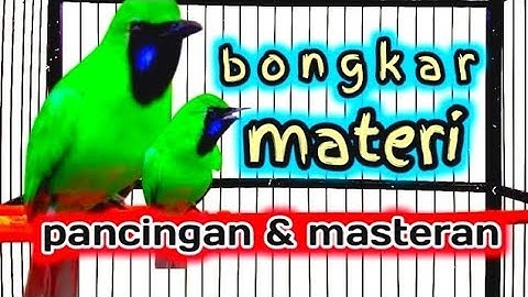 Ini Baru Masteran Cucak Ijo Mewah‼️Besetan & Roll Tembak Kasar Paling Dicari
