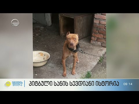 პიტბული სანის სევდიანი ისტორია