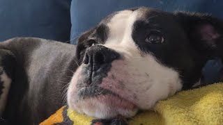 Sammie the dog day cam🐶 🐾