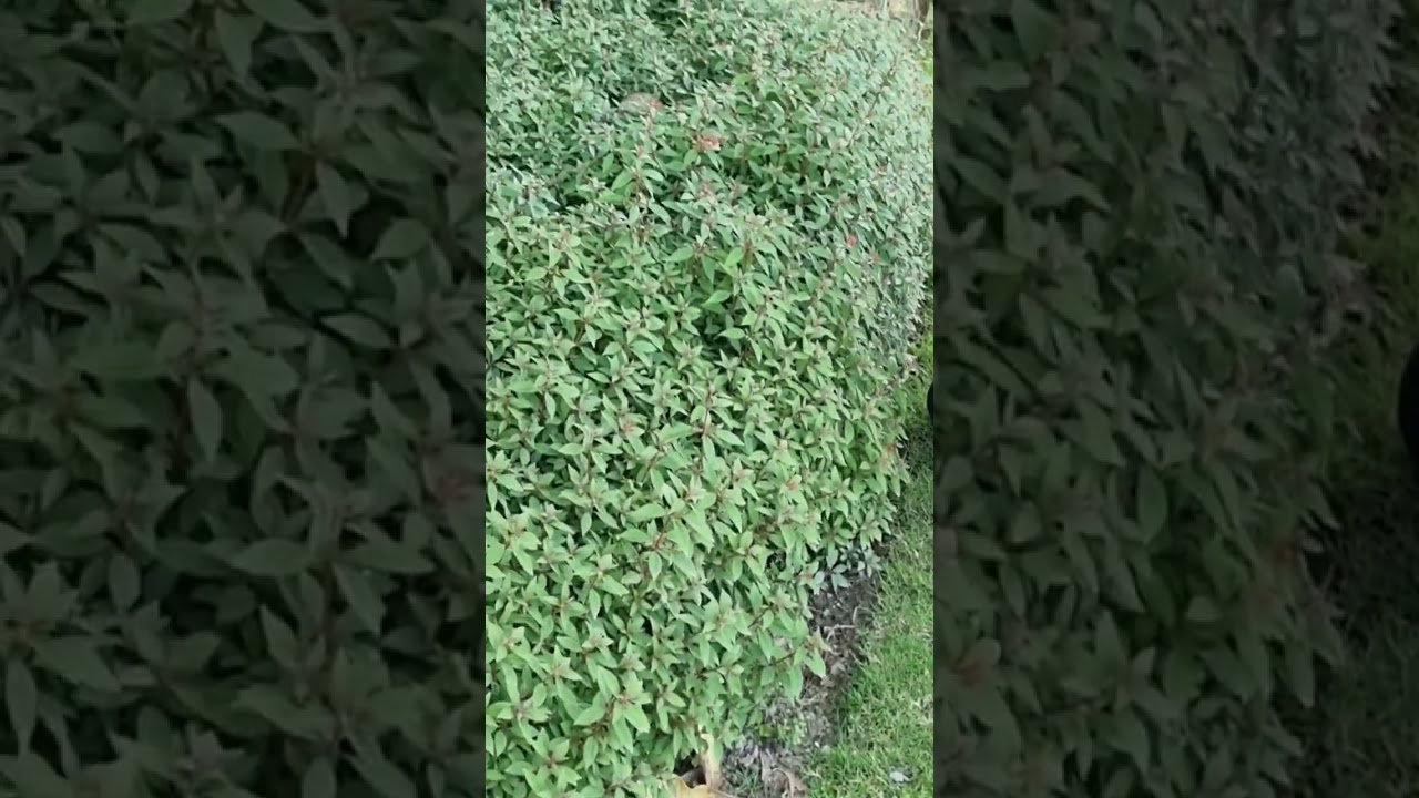 Hamelia patens|Shrubby plant 