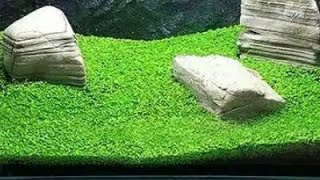 Cara menanam carpet seed / rumput aquascape