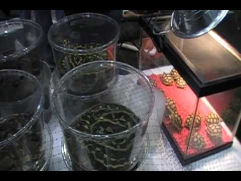 sacramento reptile expo 2008 - YouTube