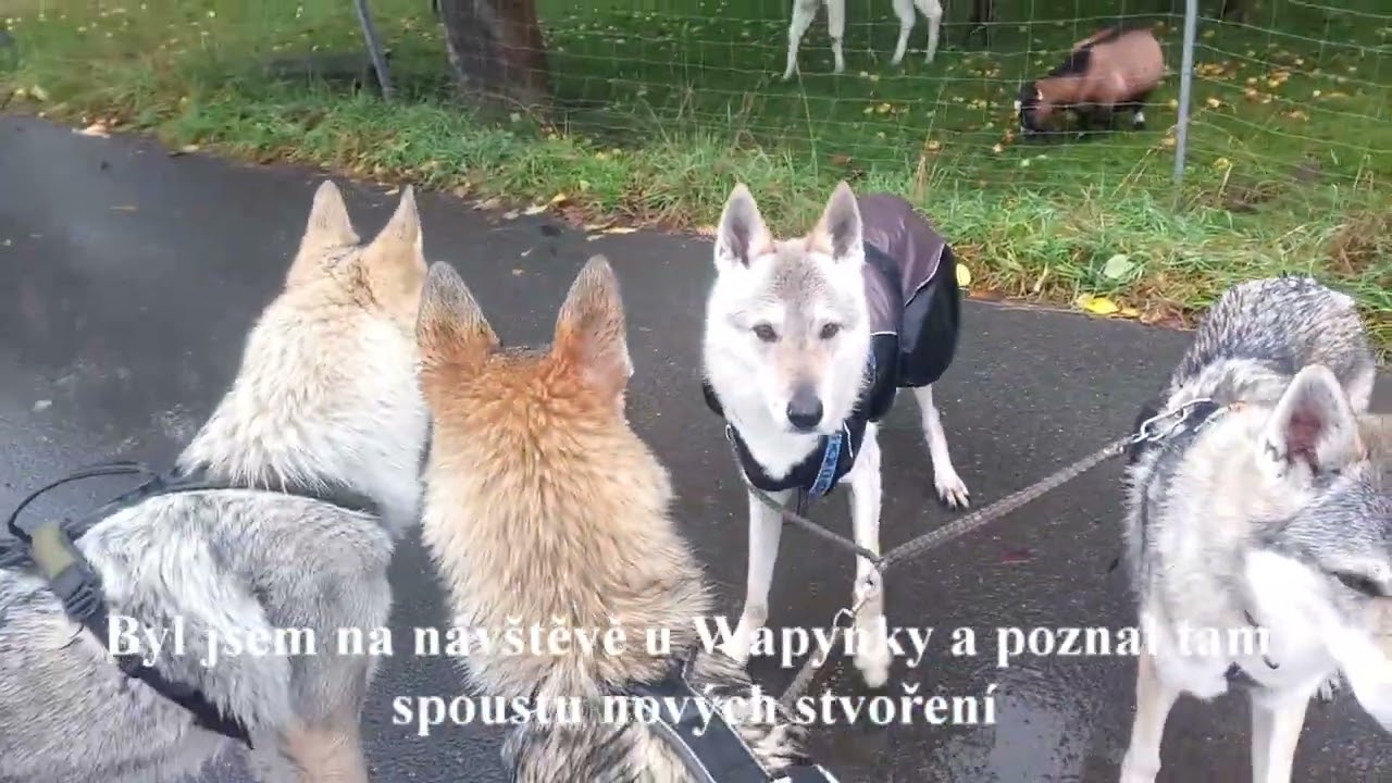 Dráp Navarrewolf - 10-11. měsíc