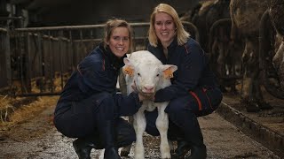 Laure & Estelle vous emmènes une après midi dans leur exploitation bovine  GIRL POWER / GIRL TRACTOR