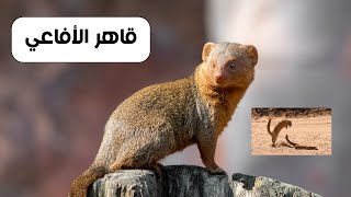 النمس | الحيوانُ الذي يُرعبُ الأفاعي السامة!