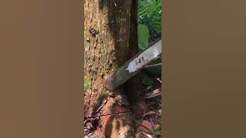 cutting down a large mahogany tree using a chain saw#cuttingdowntrees