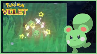 (LIVE) FULL ODDS Shiny Azurill in Pokemon Violet [Phase 3]