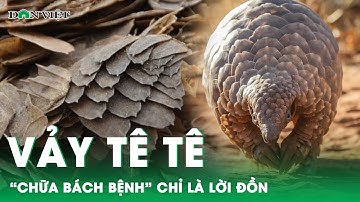 Vảy Tê tê "chữa bách bệnh": Công dụng chỉ là lời đồn - Hình phạt nghiêm khắc đến ngay trước mắt | DV