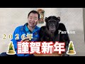 ２０２６年お正月は香川県発祥の紅白うどんでお祝い㊗️天才！チンパンジーパンくん「年明けうどん」 モンキーふーちゃん🐒書き初め #パンくん #紅白うどん