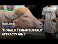 Bangladesh's 'Donald Trump' buffalo attracts fans | AFP