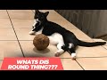 Do Cats Love or Hate Coconut? Their First-Time Reaction Will Tell!