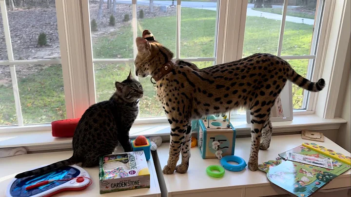 Watch the video about Serval vs House Cat Size