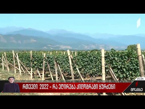 რთველი 2022 - რა ეღირება კილოგრამი ყურძენი