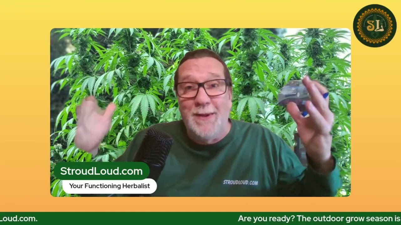 Выбор правильных семян каннабиса для выращивания на открытом воздухе в 2026 году. Как хранить сем...