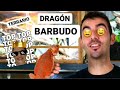 TERRARIO para POGONA vitticeps 🏜 Dragon barbudo 🐉