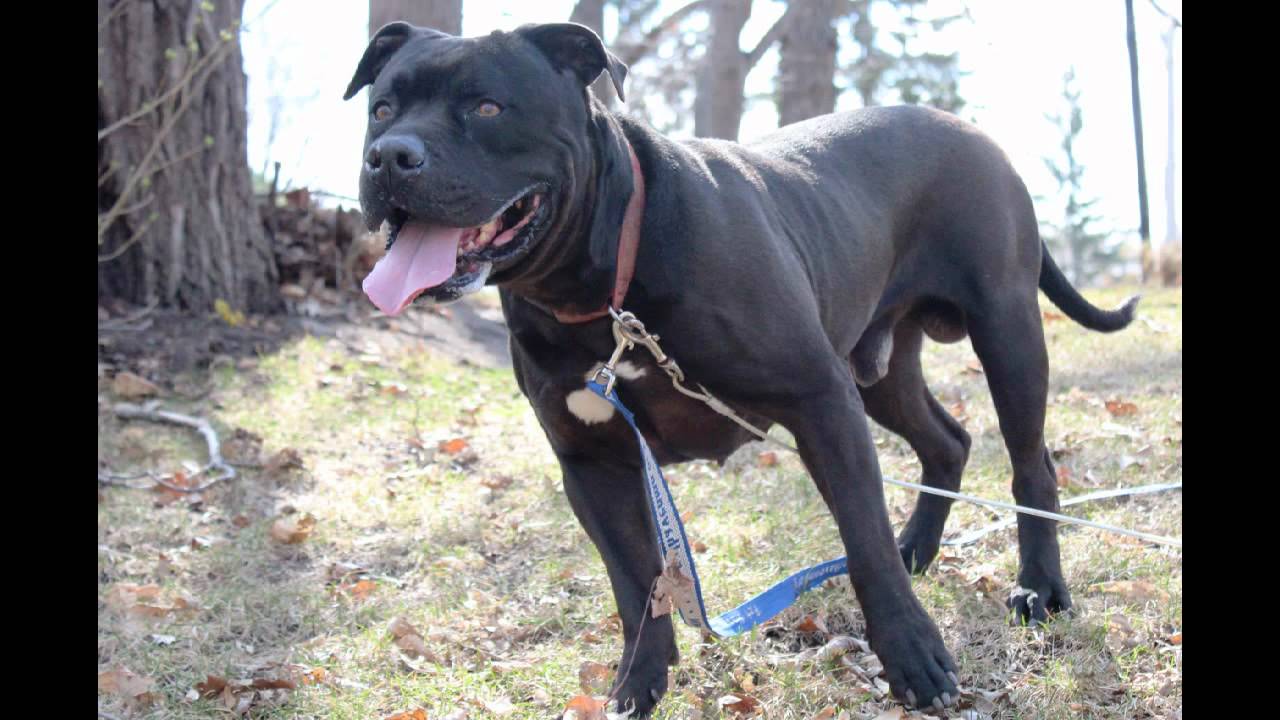 staffy x cane corso