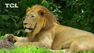 Collection Of Twonvideo 8K 60Ips