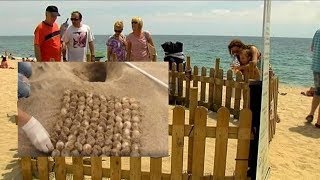 UNA TORTUGA MARINA SORPRENDE PONIENDO 170 HUEVOS FRENTE A UNA PLAYA CON PERSONAS