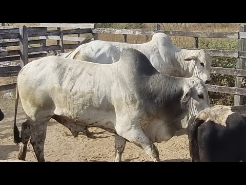 Cattle Fair In São João PE 24 11 2025 Lots Of Cattle At The Fair