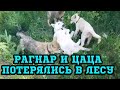 Потерялись в лесу волчонок Рагнар и волэнд Цаца.Норд амфибия