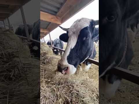 Хочу обнять быка Бала, но никак не получается. #bull #бык #деревня #любовькживотным