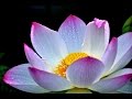 雨に輝く、蓮の花 「浄」− Lotus bloom on a rainy day − 癒しの風景 蓮華 ヒーリング 「音のスケッチ34ss」/Ryuju