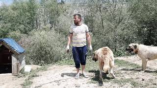 Kangallarda Timar ...Post Taranmasi