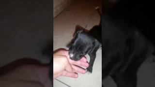 Sevimli Pitbul Yavrusu