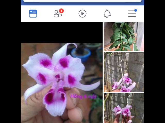 Những mặt bông phi Điệp hot nhất 2019 (hàng sưu tầm)