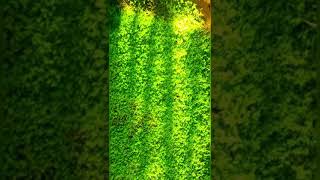 Turtle Vine Gardening ideas #greencarpet