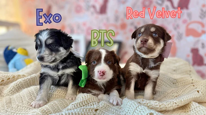 The K-Paw Comeback! Adopt a K-Pop Star Today! 