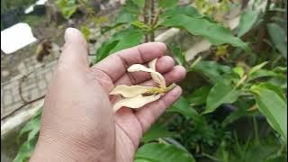 Kantil Flowers Bloom