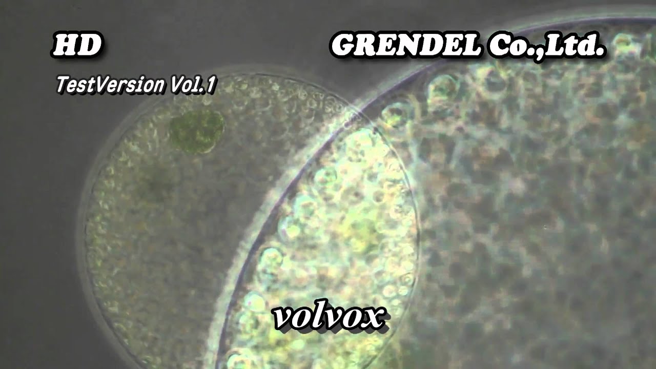 顕微鏡観察シリーズ ボルボックス Volvox 顕微鏡撮影 映像制作 顕微鏡と接写でミクロとマクロの世界を拓く 有限会社グレンデルーgrendel Co Ltd