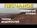 ТОННЫ водорослей на центральном пляже в Песчаном. Закрытые пляжи. Устье реки Альма