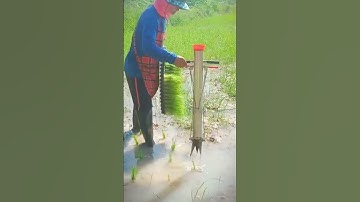 Efficient Rice Transplanting: Modern Farming Techniques in Action #shorts