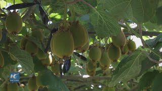 China and Chile cooperate to improve kiwifruit cultivation