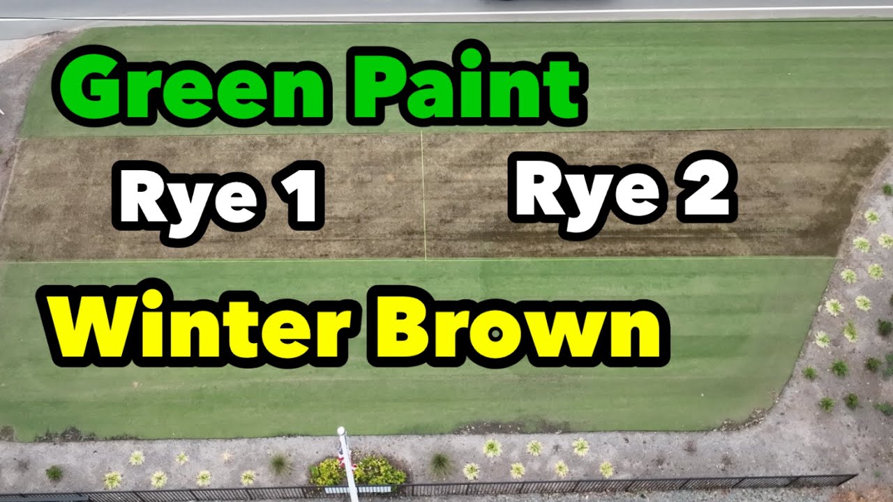 Ryegrass Over Seed vs Green Paint vs Dormant Bermudagrass YouTube