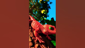 tắc kè hoa tắc kè kêu gecko #tackehoa #tacke #tắckè #gecko #videoshort
