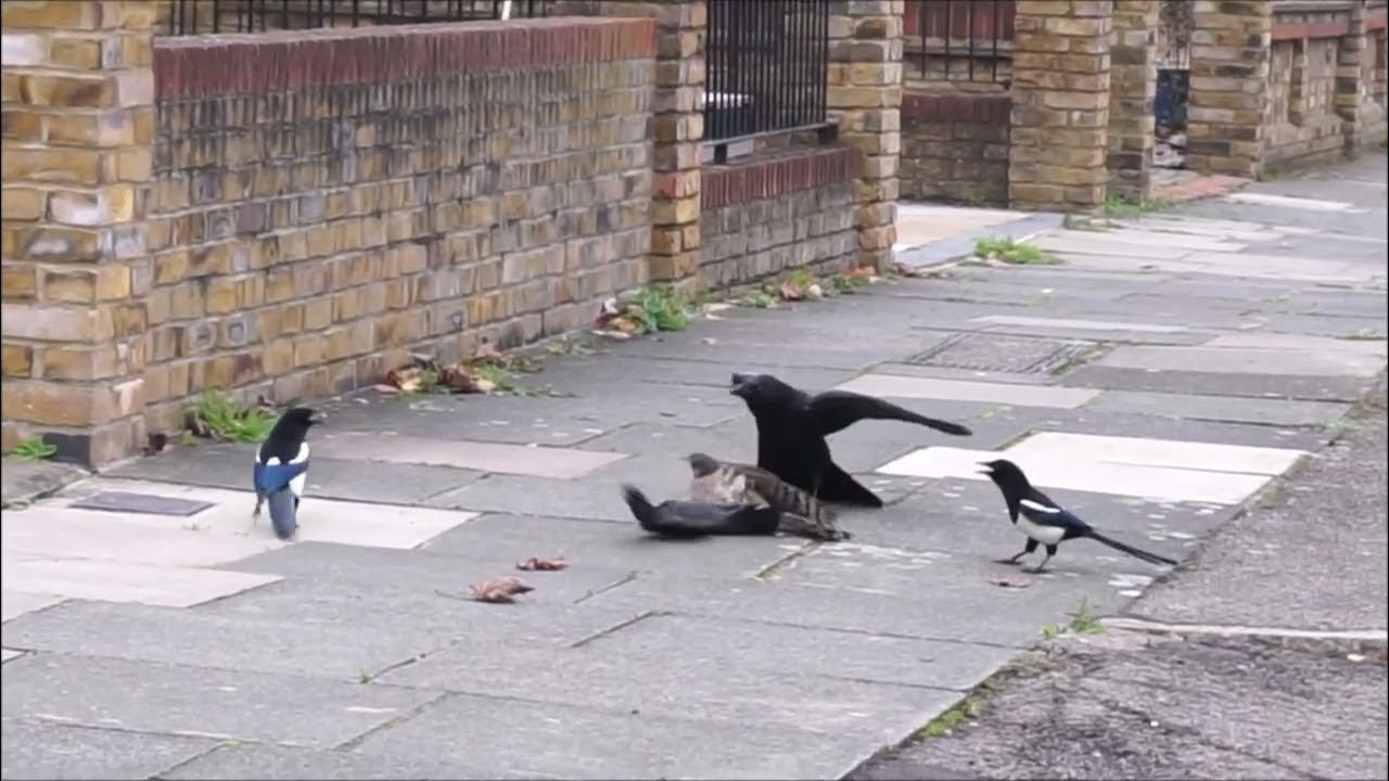 Драка ворон. Человек голубь. Голуби нападают на людей. Атаковали голубей. Голуби в парках.