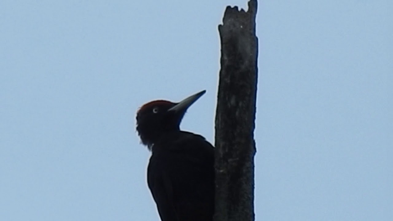 Le cri d'un Pic Noir